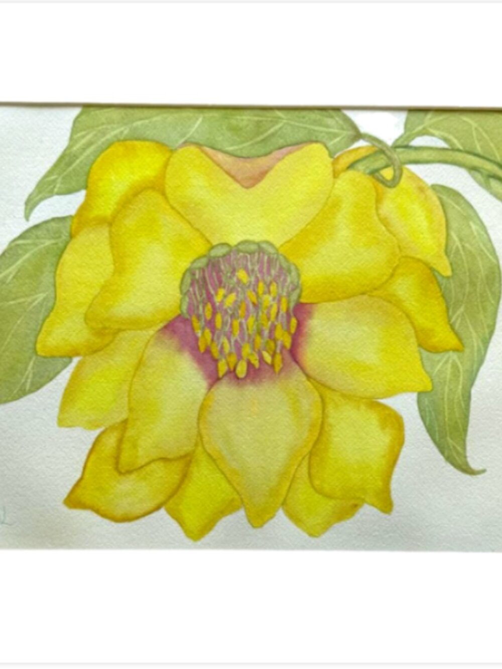 Painting Watercolor Flower Hellebore Yellow Maroon 11x14 and Mat 16x20 Original